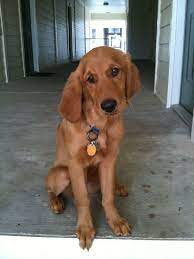 Red Golden Retriever Puppy My Dog Scarlett Goldenretrieverpuppies Red Golden Retriever Puppy Golden Retriever Golden Retriever Red