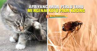 Jika si kucing sudah menggaruk bagian solusi cara menghilangkan baik itu kutu maupun telur kutu pada kucing dan anaknya secara alami. Apa Yang Anda Perlu Tahu Mengenai Kutu Pada Kucing The Mamamiaow