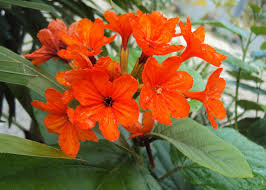 Image result for Cordia pilosissima