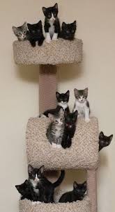 Black And White Kittens For Sale Essex Pin By Jazzy Flower On Cats Cats Cats Kittens Cutest Cats Kittens Cute Cats Kittens