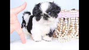 Cute shih tzu puppies and dogs videos compilation. Black And White Shih Tzu Puppy Too Cute Youtube
