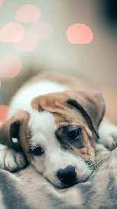 Self Care Products For Men How To Be In Good Health Dog Wallpaper Dog Wallpaper Iphone Dogs