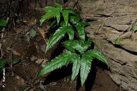 Image result for Tectaria fernandensis