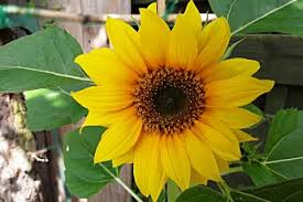 Helianthus Annuus Common Sunflower A Complete Guide With