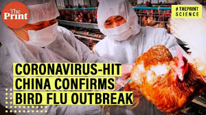 China reports new outbreak of deadly bird flu even as country struggles to contain spread of coronavirus. China Confirms H5n1 Bird Flu Outbreak Amid Deadly Coronavirus Outbreak Youtube