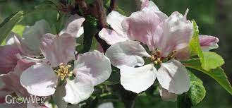 Maybe you would like to learn more about one of these? Protecting Fruit Blossom From Frost