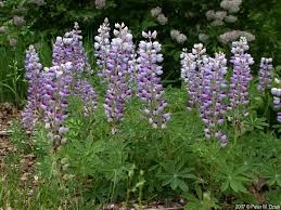Image result for Lupinus mexicanus