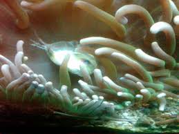 Maybe you would like to learn more about one of these? Anemon Laut Berkembang Biak Dengan Cara Tema Android