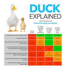 Pekin Duck Age Chart 6 Duck Breeds To Raise For Eggs