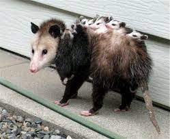 Catching A Ride Cute Animals Animals Funny Animals
