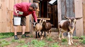 It S Time To Wean Our Baby Goats Nigerian Dwarf Goats Youtube