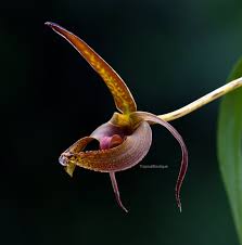 Image result for Bulbophyllum humblotii