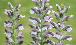 Image result for Aeollanthus ukamensis