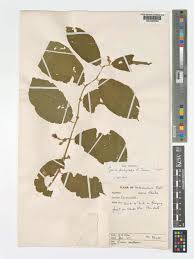 Image result for Grewia pachycalyx