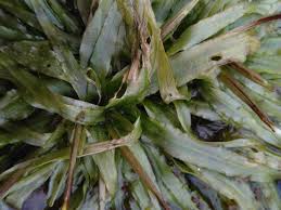 Image result for Blyxa aubertii