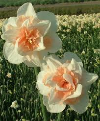 Narcissus Delnashaugh Double Narcissi Narcissi Flower Bulb Index Narcissus Flower Bulb Flowers Spring Flowering Bulbs