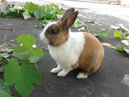 B&B William, Padua (precios actualizados 2025)