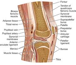 Acl results in an unstable knee and leg pain. Jaypeedigital Ebook Reader