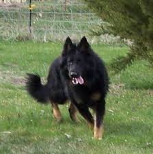 Long Haired German Shepherd Google Images German Shepherd Dogs German Shepherd Puppies Shepherd Dog
