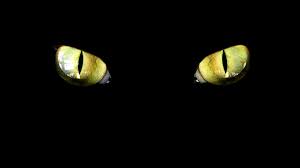 Do you know someone who's colour blind? Can Cats See In The Dark The Science Of Cat Vision