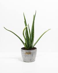 Image result for Aloe veseyi