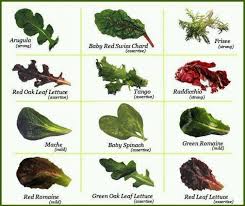 Lettuce Types Chart Lettuce Varieties In 2019 Types Of
