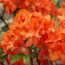 Maybe you would like to learn more about one of these? Azalee De Chine Orangeade Pot De 5 Litres Hauteur 40 50 Cm 4 Ans D AÆ'a Ge Gamm Vert