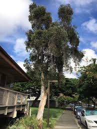 Image result for Melaleuca quinquenervia