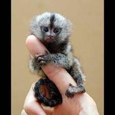 What is a pygmy marmoset? Monkeys For Sale Online Shopping