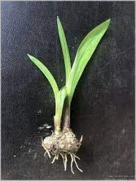 Flower Bulb Plants Identification Gardening For Beginners Bulb Flowers Planting Bulbs Plant Identification