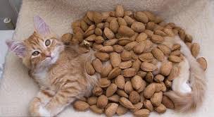 Do Cats Eat Peanuts Therugbycatalog Com