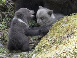 These Bear Cubs Will Maul Their Way Into Your Heart Cute Baby Animals Baby Animals Bear Cubs