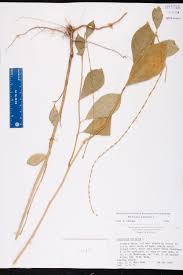 Image result for Petiveria