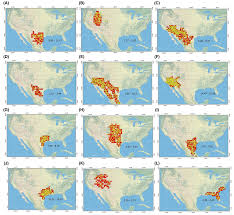 Image result for Cordia torrei