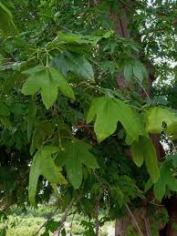 Image result for Triplochiton zambesiacus