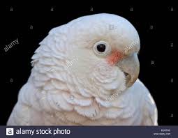 Die goffinkakadu (cacatua goffiniana), wie alle familienmitglieder kakadu, ist eine art crestada, was bedeutet, es hat eine sammlung von federn auf seiner kopf die nach oben oder unten nach belieben. Goffins Cockatoo Goffin Kakadu Stockfotos Und Bilder Kaufen Alamy