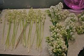 Maybe you would like to learn more about one of these? Lily Of The Valley Lamberdebie S Blog