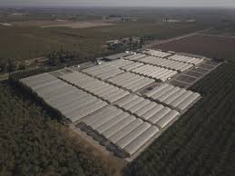 In the summer, the blenheim apricot tree produces medium. Dave Wilson Nursery Acquires Fredriks Nursery In Ripon California Fruit Growers News
