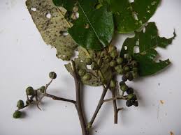 Image result for Afrocarpus usambarensis