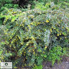 Image result for Berberis verruculosa