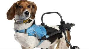 How To Care For A Paralyzed Dog Petcarerx Notice the following 1126 censorship kat and matthew look at how countries censor tv. how to care for a paralyzed dog petcarerx