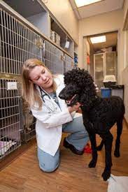 See reviews, photos, directions, phone numbers and more for the best veterinary clinics & hospitals in la mesa, ca. Pet Emergency Specialty Center East County 151 Photos 557 Reviews Veterinarians 5232 Jackson Dr La Mesa Ca Phone Number