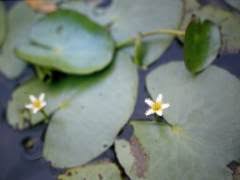 Image result for Nymphoides thunbergiana