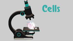8th grade animal cell parts. 8th Grade Cell Parts And Functions By Michelle Hernandez