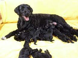 Estes animais foram empregados como cães de trabalho por pescadores desde tempos imemoriais. Puppies