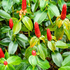 Image result for Costus