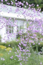 We Re All Acquainted With The Baby S Breath Place Gypsophila Paniculata From Bridal Arrangements To Reduce Flower Plans That Shade Plants Plants Perennials