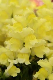 Image result for Snapdragon Yellow 1979 MG