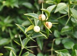 Image result for Azima