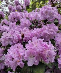 Image result for Oreophyton